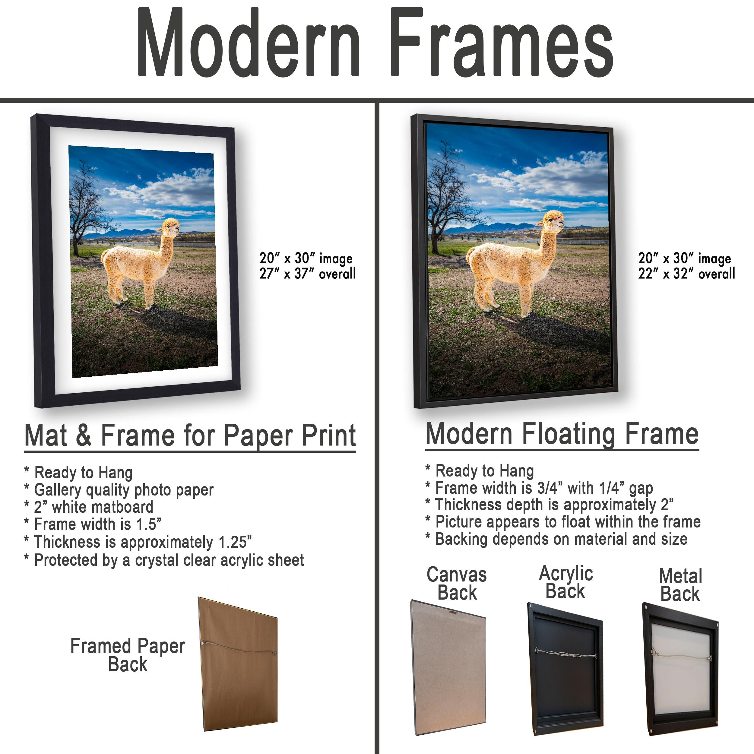 Alpaca Portrait in Mountain Pasture - Benson Arizona Photography Print