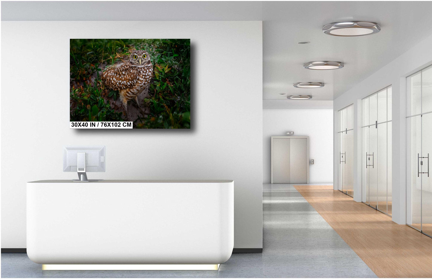 Burrowing Owl with Unblinking Eyes in Cape Coral’s Green Haven The Americas Print Wall Art Photography Aluminum/Acrylic/Metal/Canvas