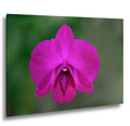 Violet Beauty: Purple Orchid Flower Botanical Floral Photography Wall Art