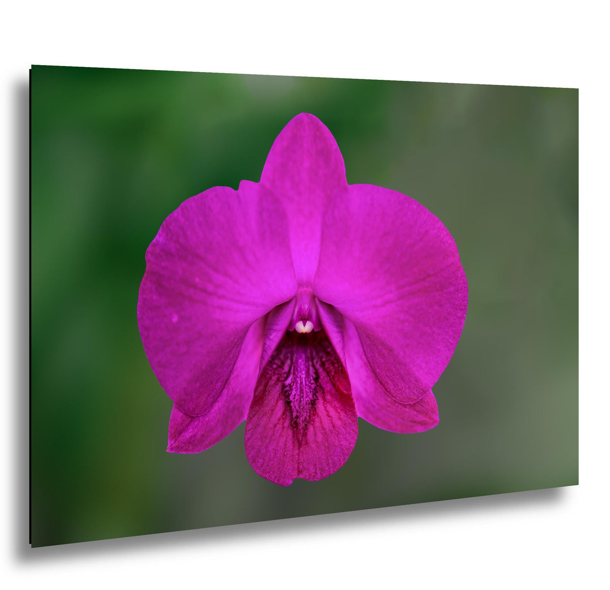 Violet Beauty: Purple Orchid Flower Botanical Floral Photography Wall Art