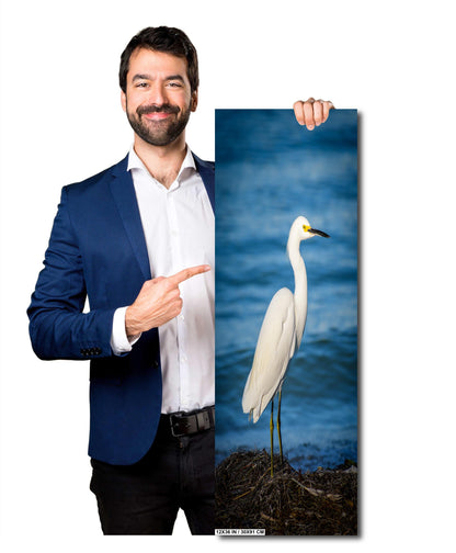 Pure As Driven Snow: Snowy Egret on the Shores of Anna Maria Florida Print Wall Art Seascape Bird Photography Aluminum/Acrylic/Metal/Canvas