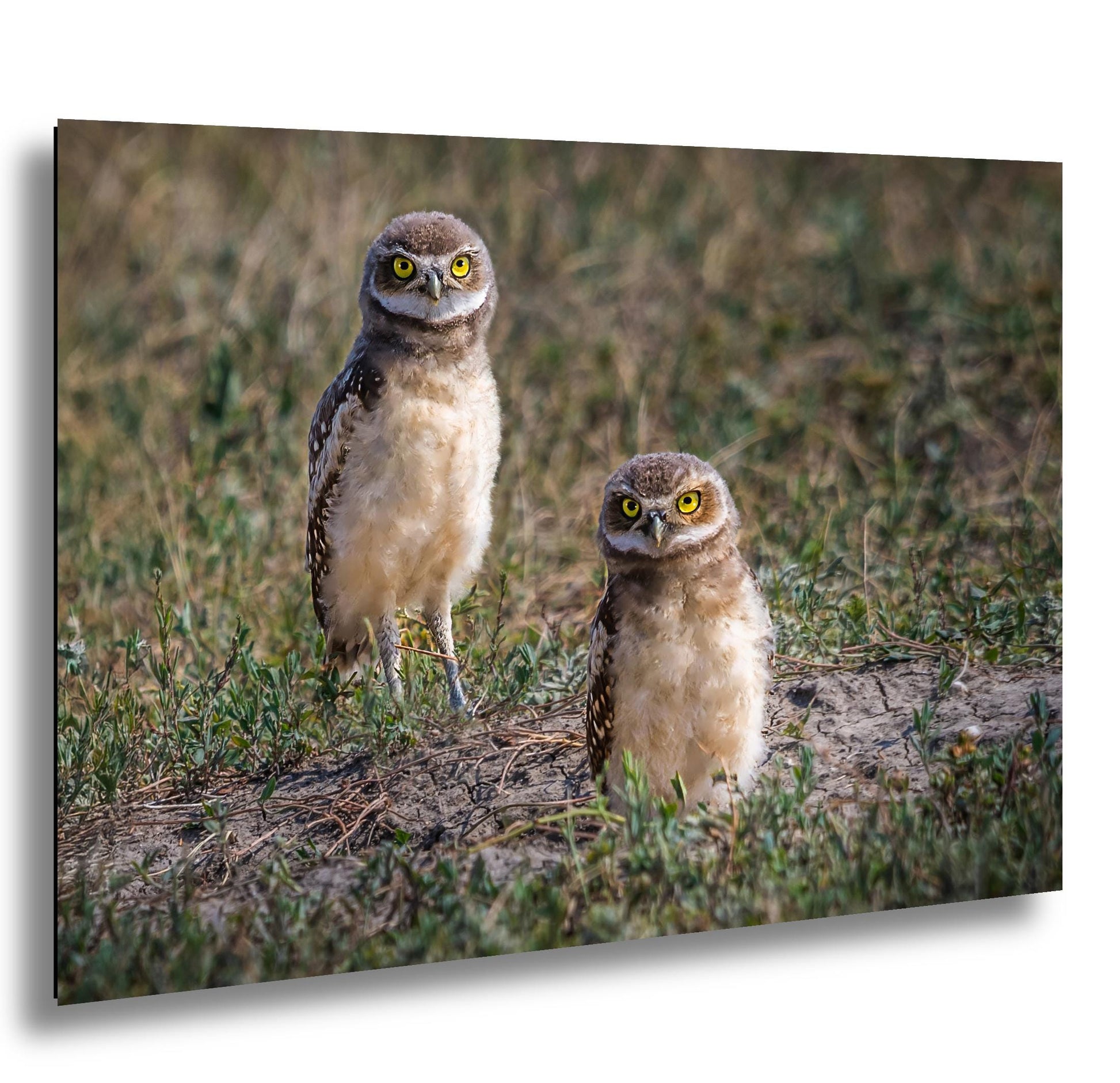 Burrowing owlets at prairie burrow, bright yellow eyes, Badlands National Park.