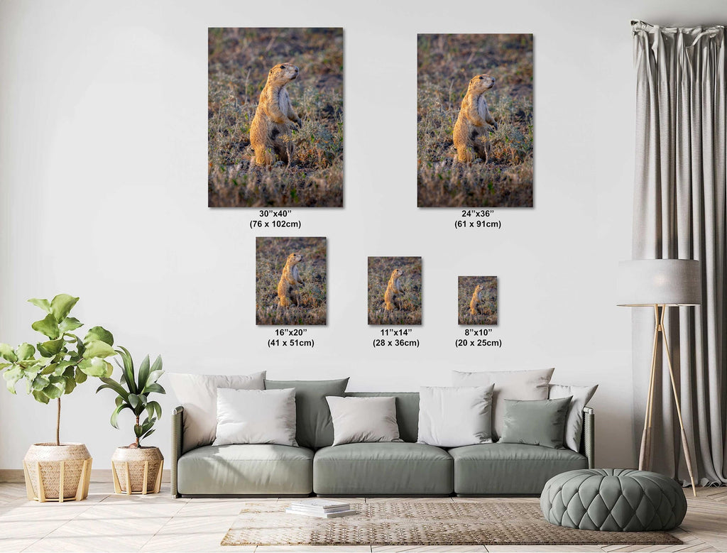 Prairie Dog On Alert Badlands Wildlife Photography Print Canvas Aluminum Metal Acrylic Fine Art Wall Art for Nature and Wildlife