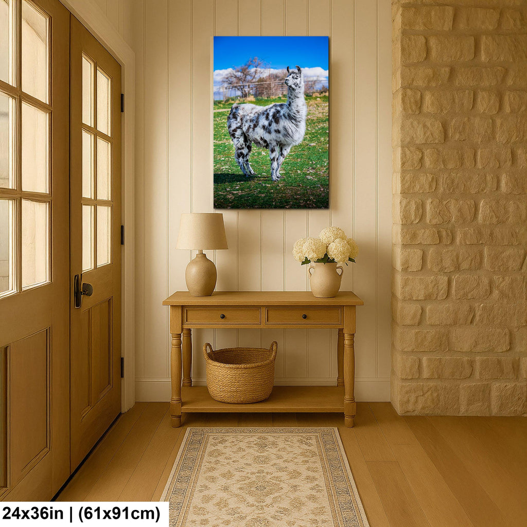 Spotted Llama in Pasture, Tucson Arizona, Photography Print Wall Art