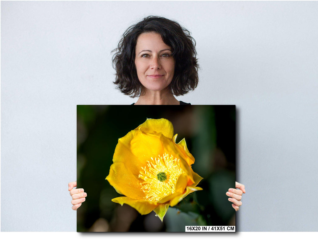 Prickly Pear Cactus Flower Print: Arizona Desert Bloom Photography