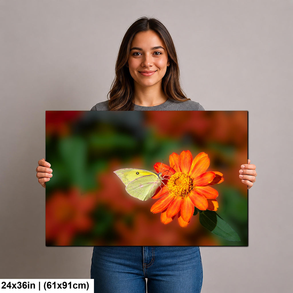 Gentle Landing: Butterfly on Flower Mt. Lemmon Arizona Photography Wall Art