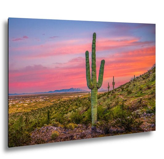 Sonoran Desert Sunset with Saguaros, Casa Grande Arizona, Photography Wall Art