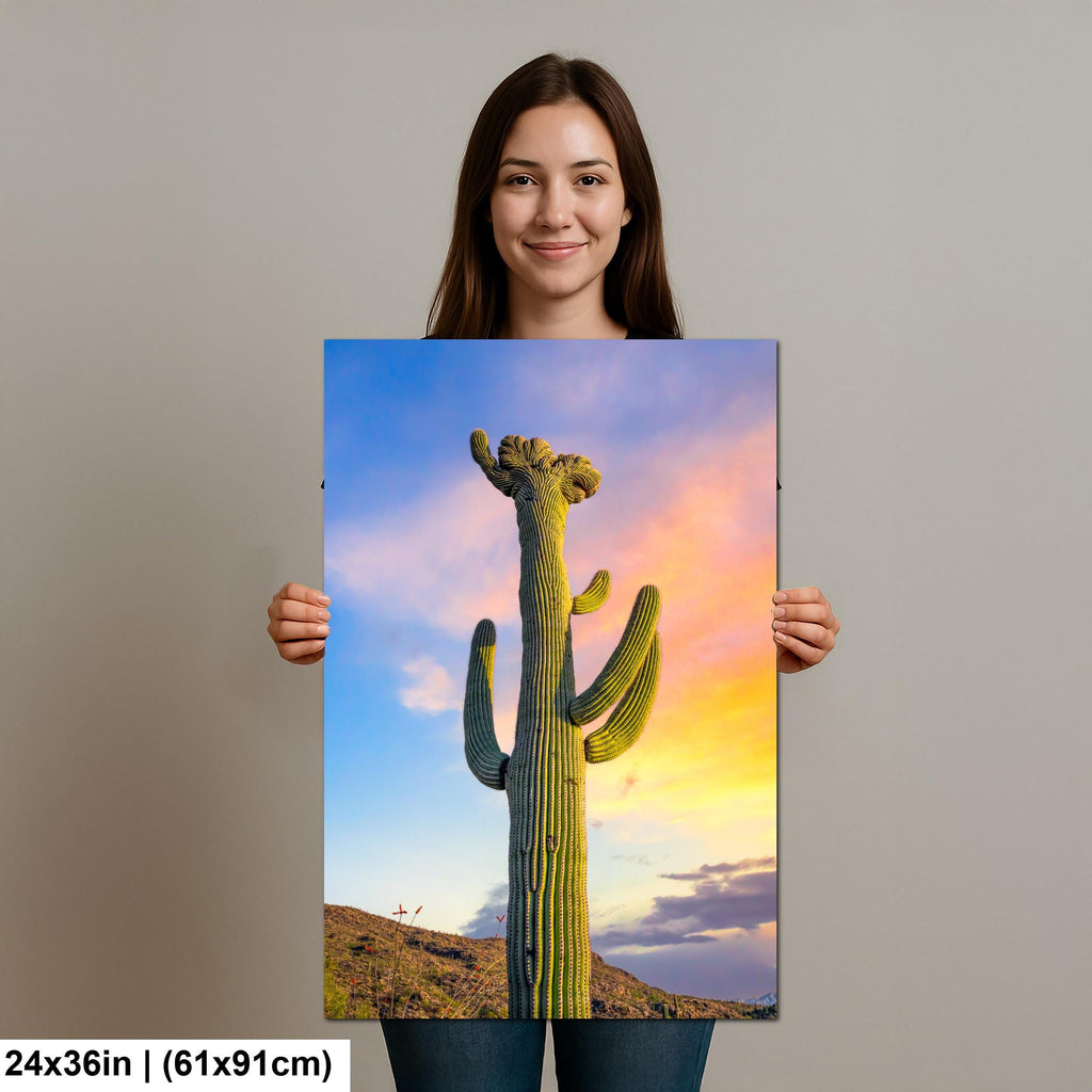 Saguaro Cactus at Sunset - Saguaro National Park East Tucson Arizona Photography Print