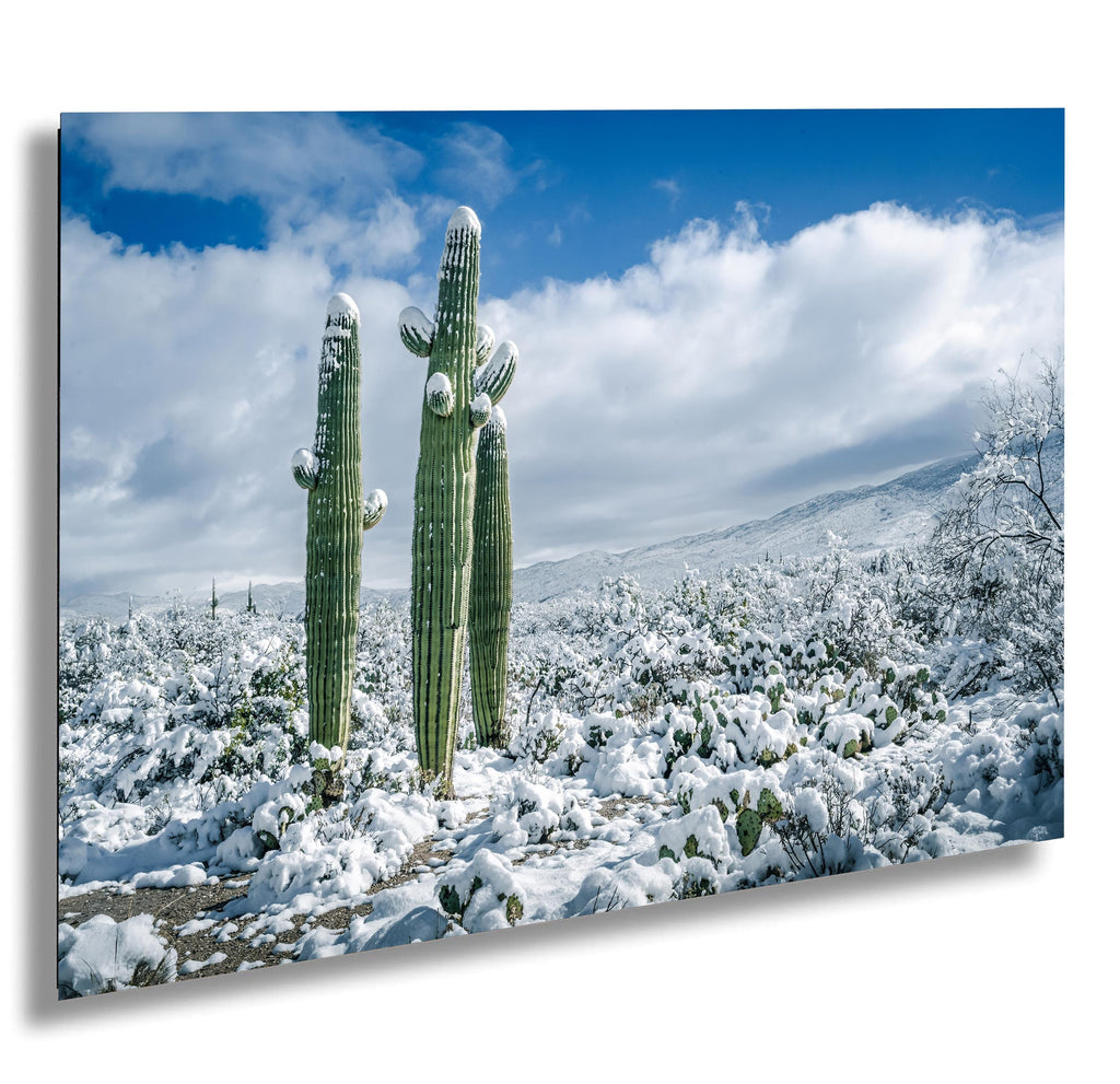 A canvas print featuring snow-covered saguaro cacti in a desert landscape with a blue sky in the background.