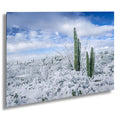 Saguaro National Park Winter Print: Arizona Desert Snow Photography