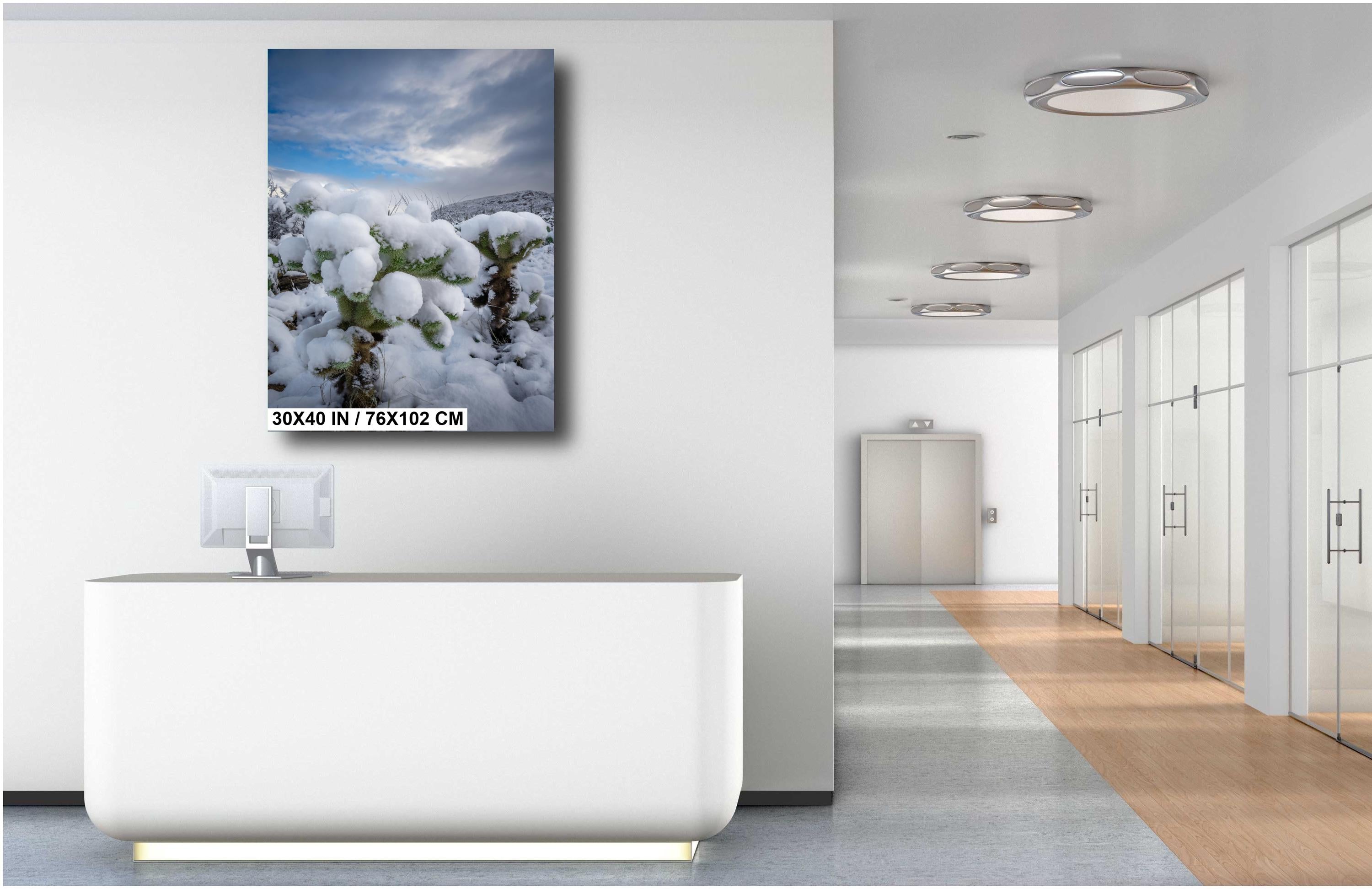 Snowy Cholla Cactus Print: Saguaro National Park Winter