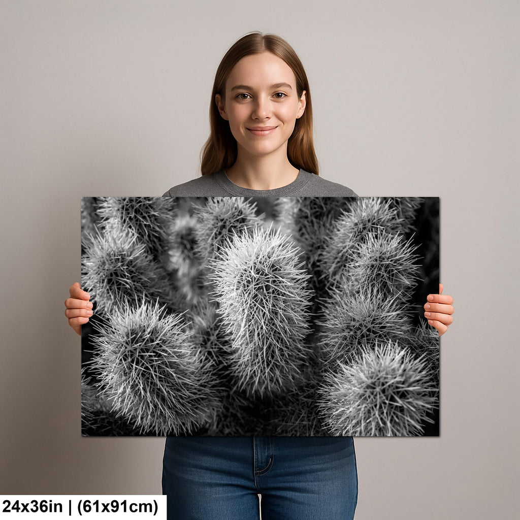 Cholla Cactus Spines Black and White - Saguaro National Park East Tucson Photography Print