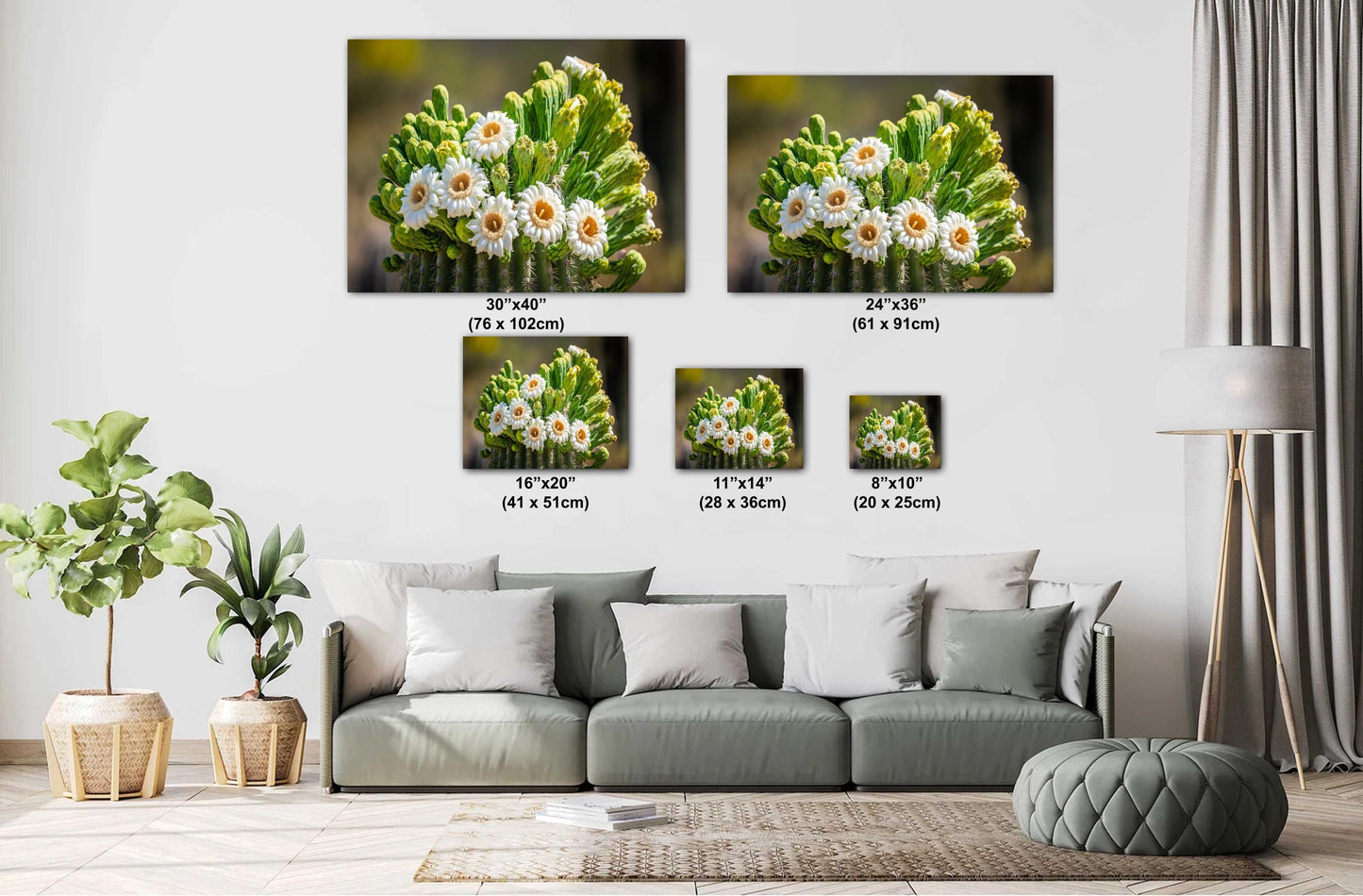 Blooming Arizona Saguaro Cactus Flowers of Spring Wall Art Print Aluminum/Acrylic/Metal/Canvas Tucson Arizona Nature Nature Photography