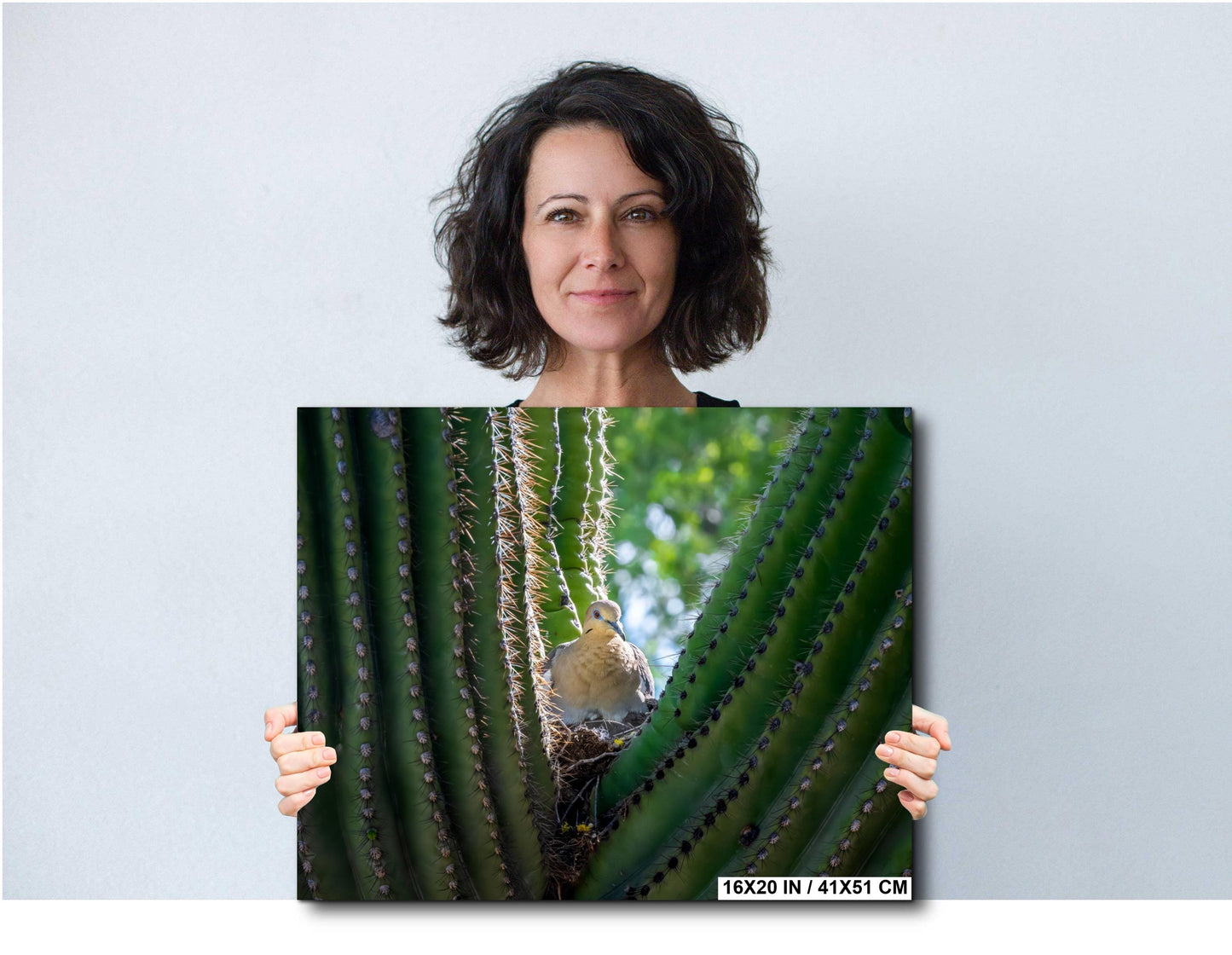 Mourning Dove in Saguaro Cactus Nest Arizona Desert Wildlife