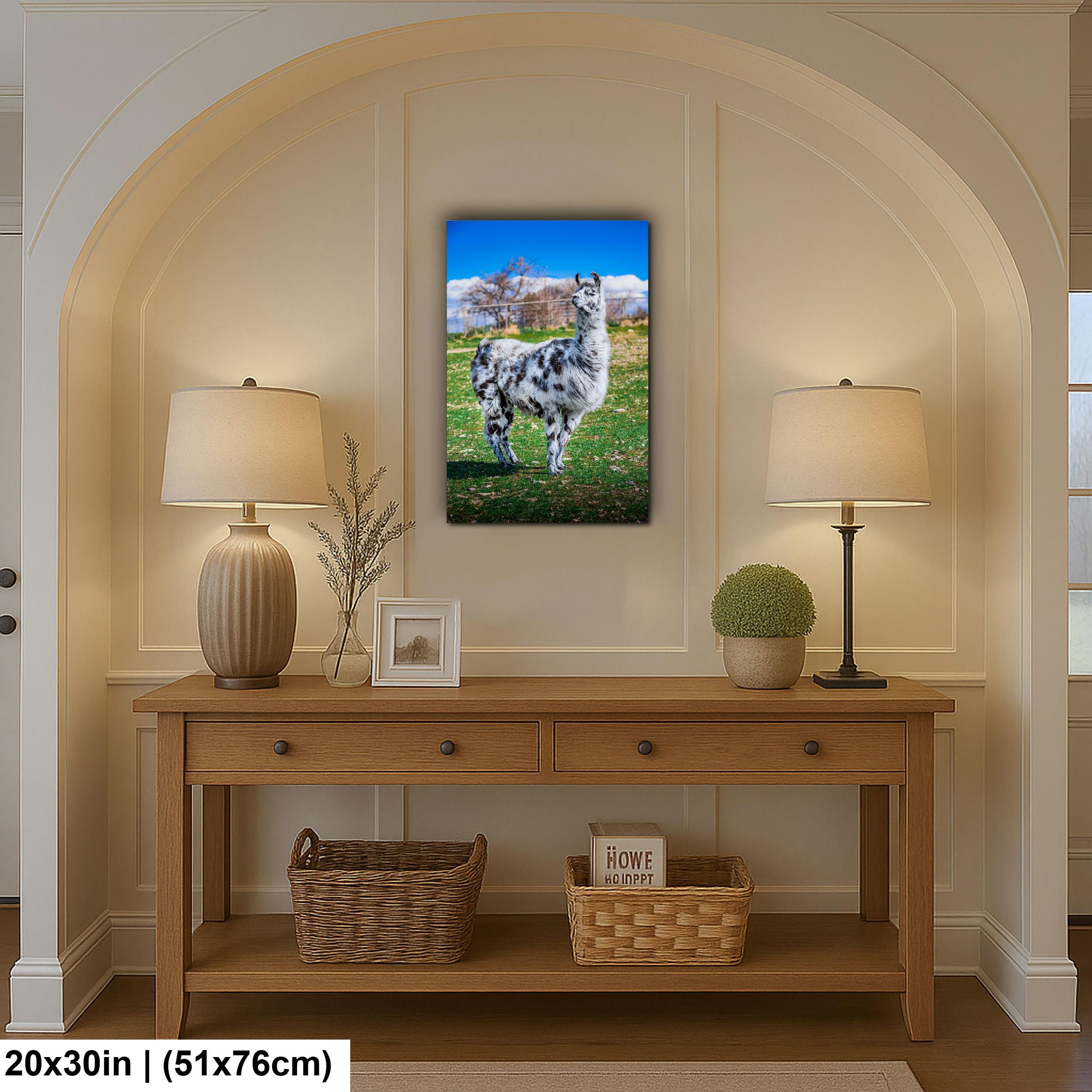 Spotted Llama in Pasture, Tucson Arizona, Photography Print Wall Art