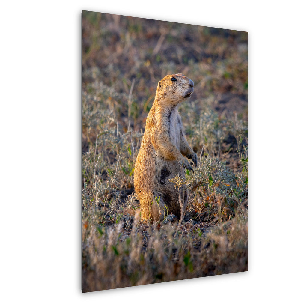 Prairie Dog On Alert Badlands Wildlife Photography Print Canvas Aluminum Metal Acrylic Fine Art Wall Art for Nature and Wildlife