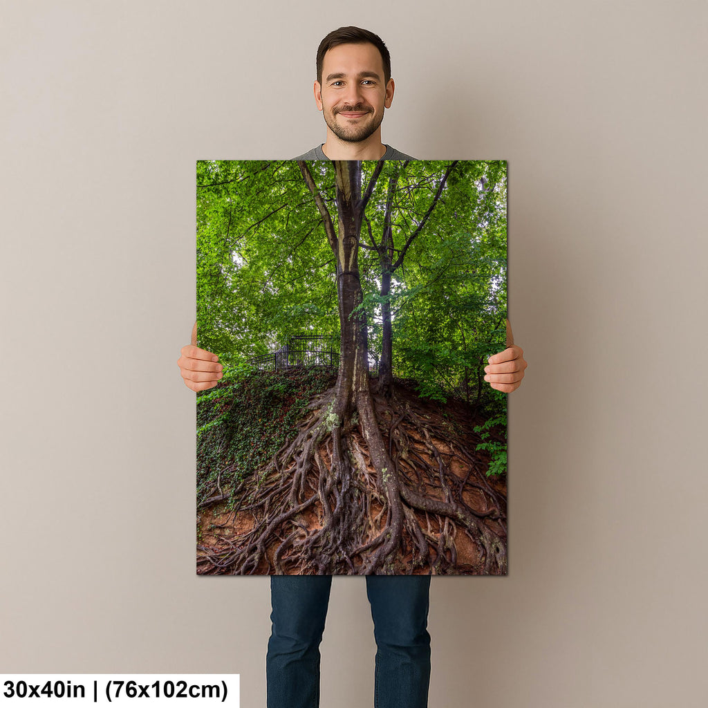 Rooted Giant: Medusa Tree Falls Park Greenville SC Nature Photo Wall Art