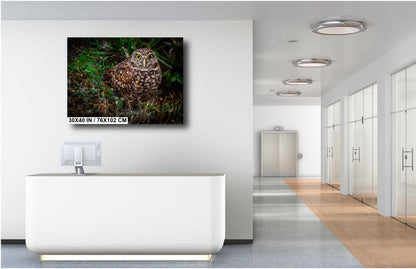Burrowing Owl’s Grace on the Ground – Cape Coral’s Most Adorable Resident The Americas Print Wall Art Photography Aluminum/Metal/Canvas