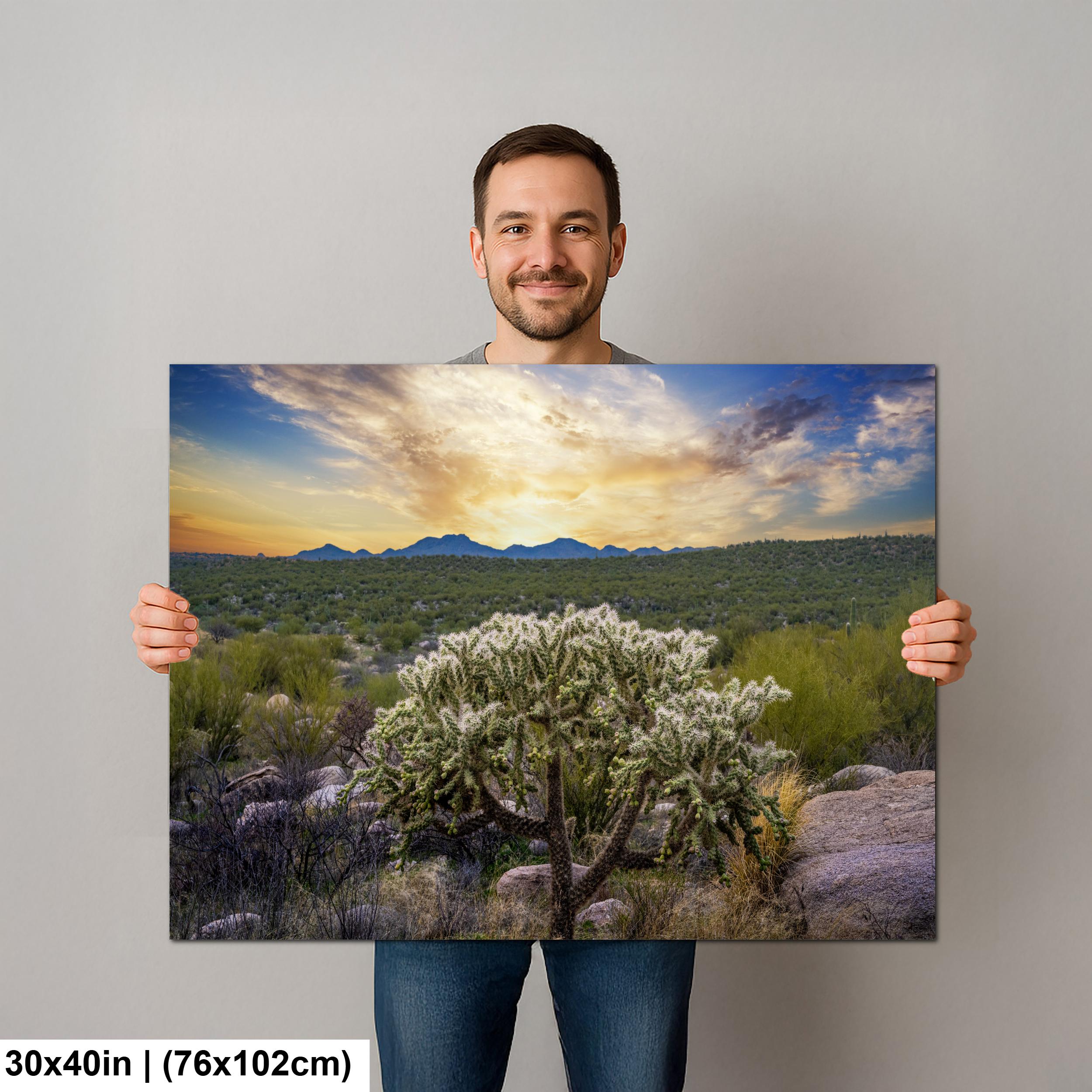 Sonoran Desert Sunset with Cholla Cactus - Catalina State Park Tucson Arizona Photography Print
