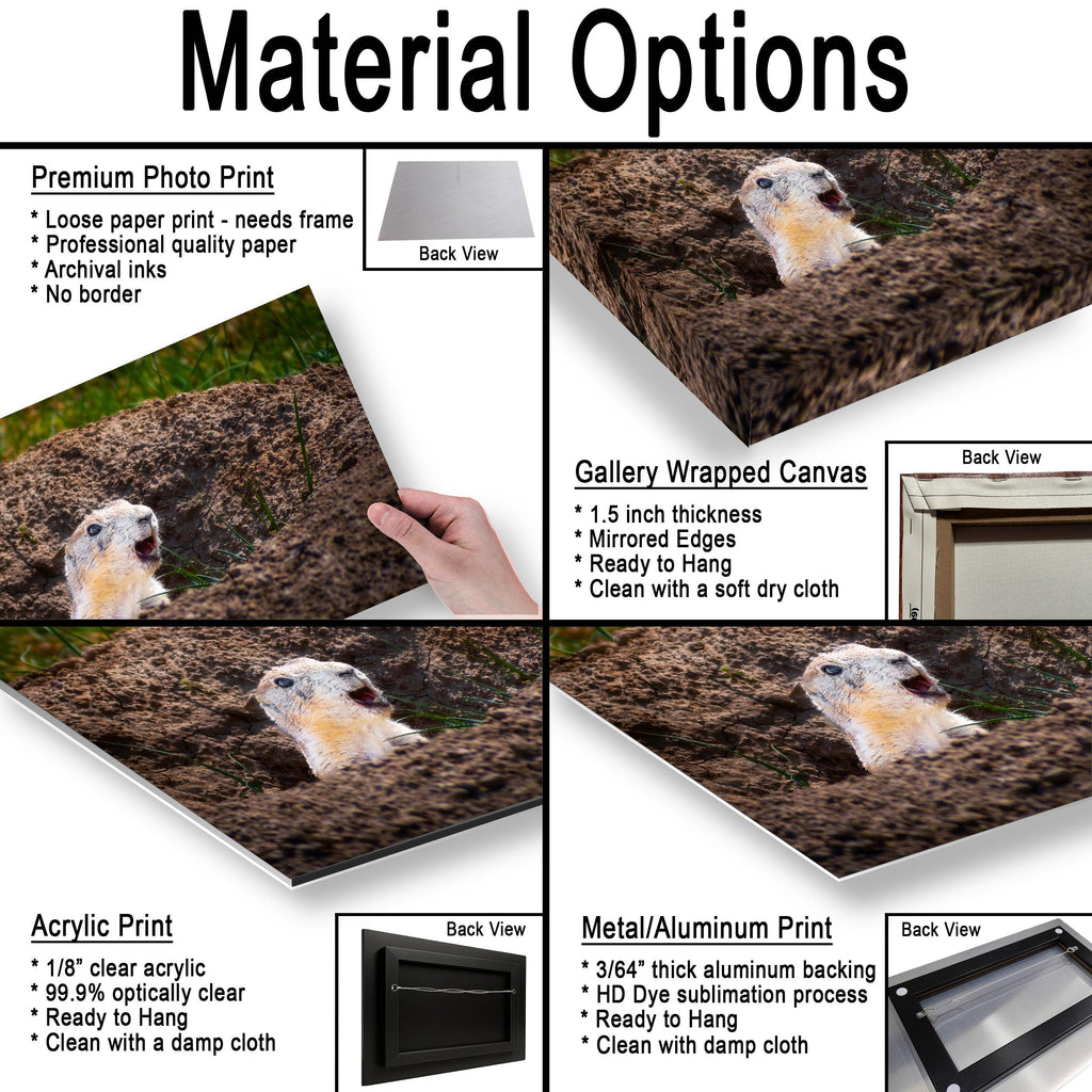 Burrow Scout: Prairie Dog Devils Tower Wyoming Wildlife Photo Wall Art