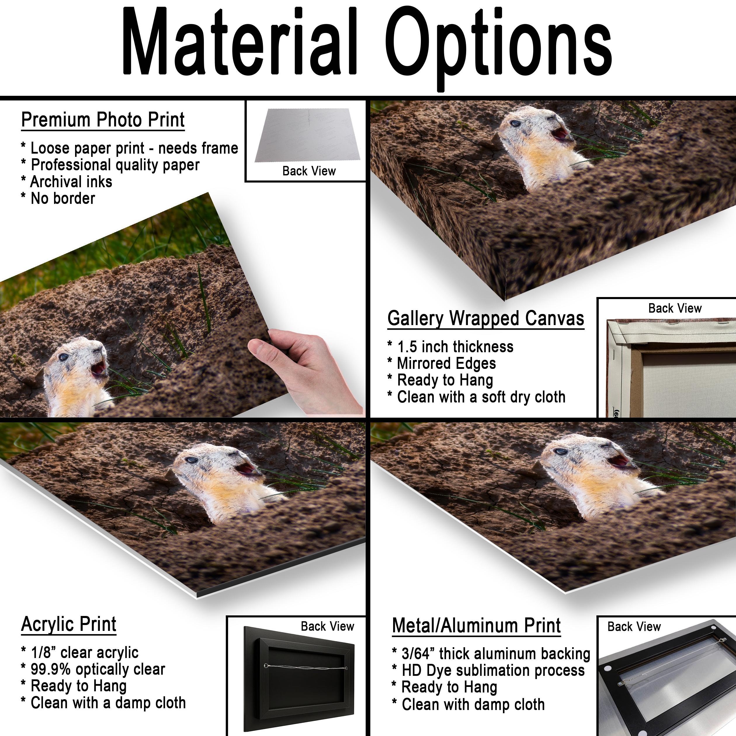 Burrow Scout: Prairie Dog Devils Tower Wyoming Wildlife Photo Wall Art
