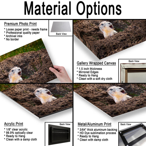Burrow Scout: Prairie Dog Devils Tower Wyoming Wildlife Photo Wall Art