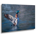 Winged Display: Mallard Duck Tucson Arizona Photography Wall Art