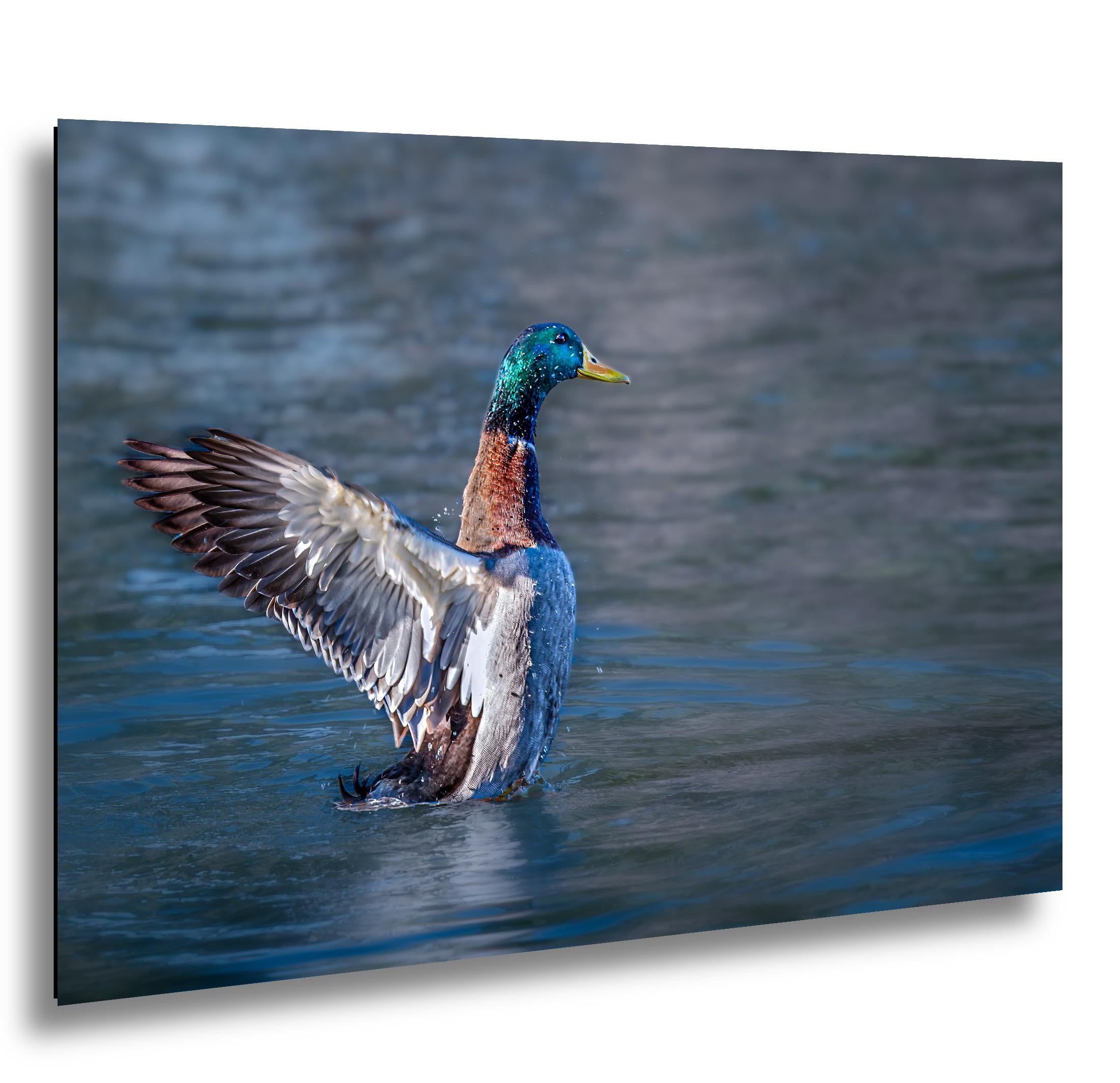 Winged Display: Mallard Duck Tucson Arizona Photography Wall Art