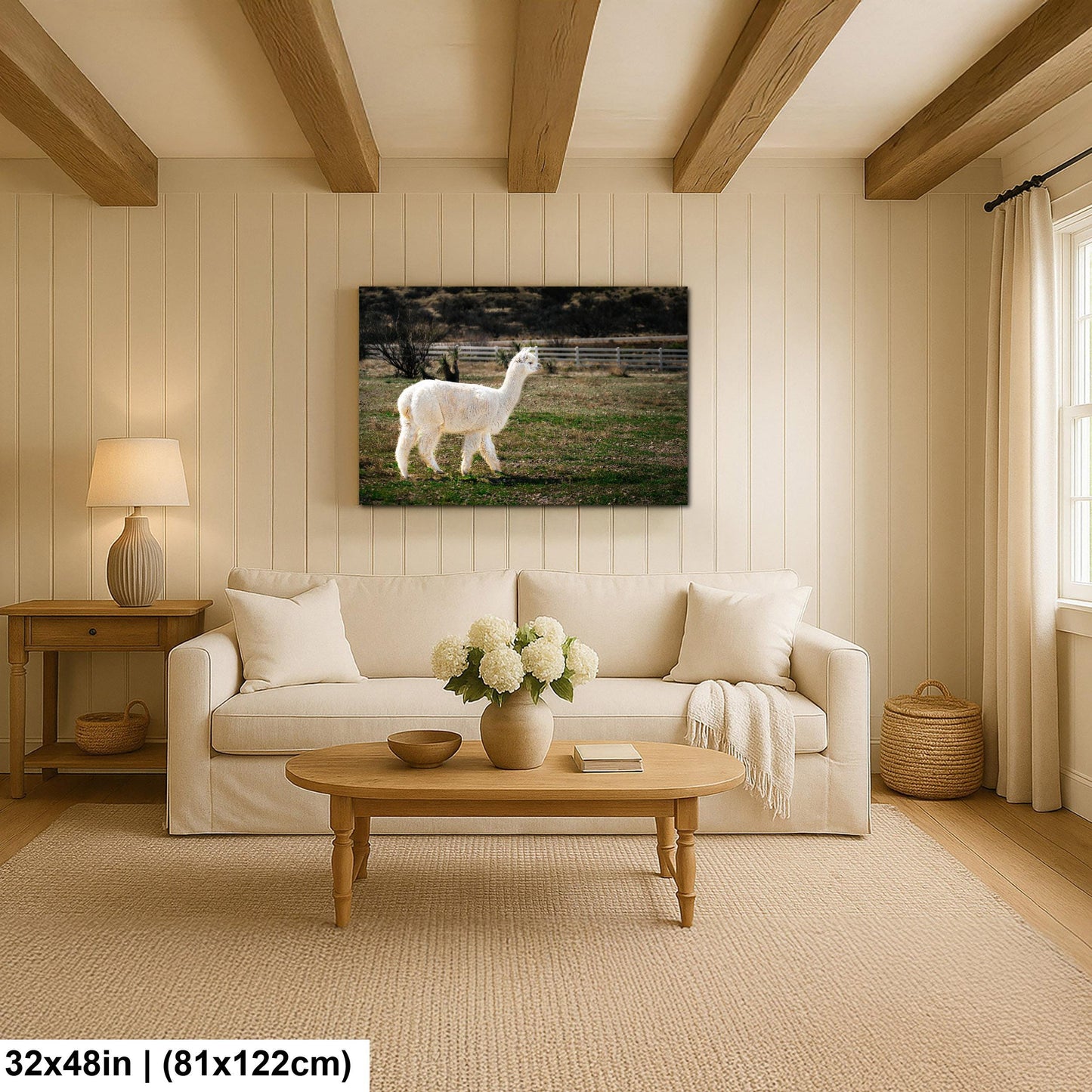 White Alpaca Walking in Pasture - South American Camelid Photography Print