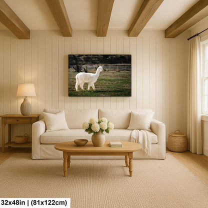 White Alpaca Walking in Pasture - South American Camelid Photography Print