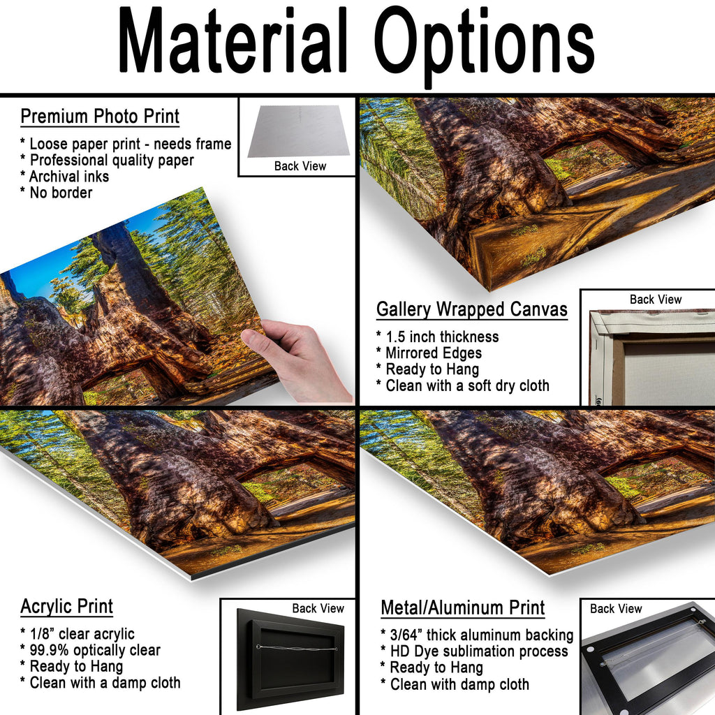 Giant Gateway: Tuolumne Grove Yosemite National Park Photography Wall Art
