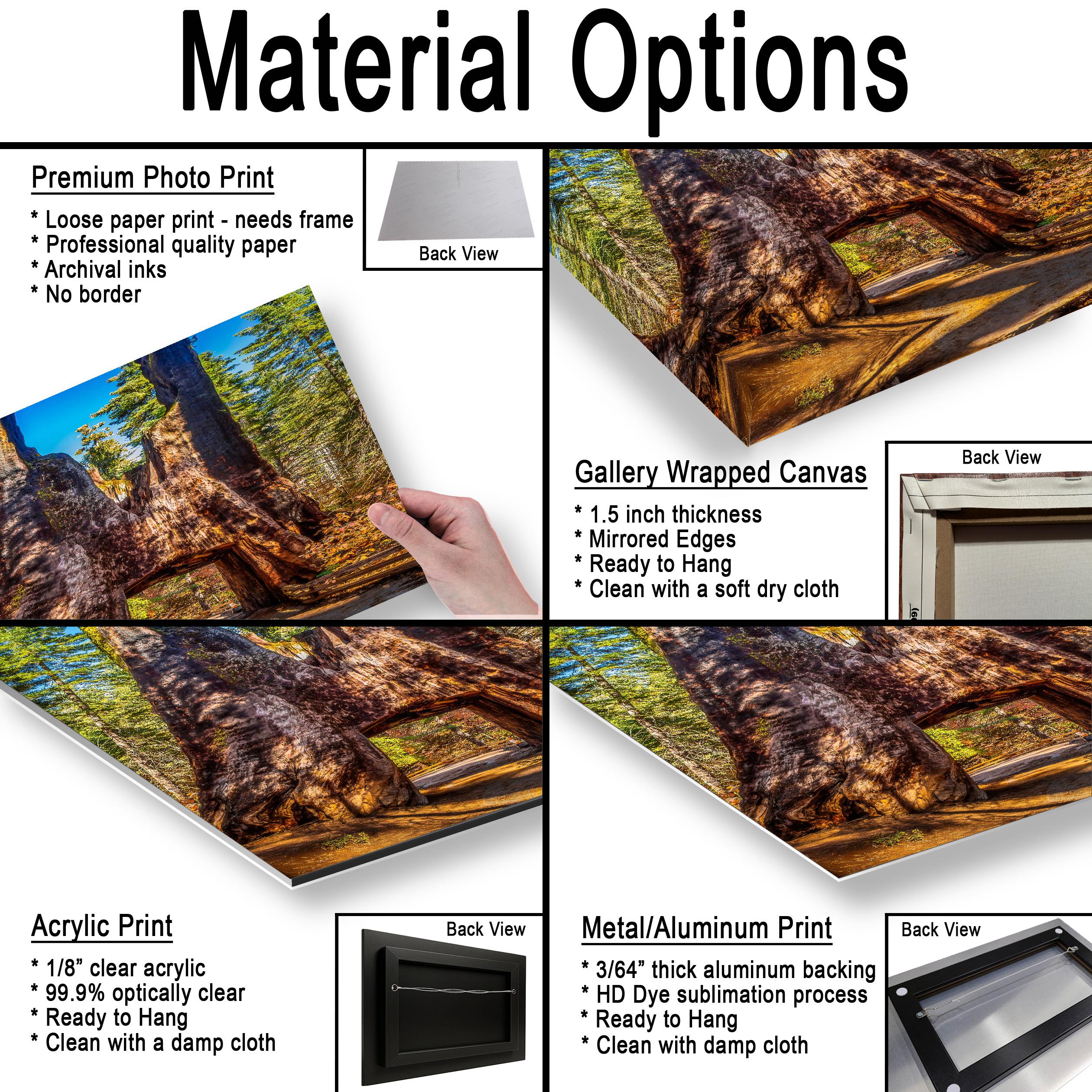 Giant Gateway: Tuolumne Grove Yosemite National Park Photography Wall Art