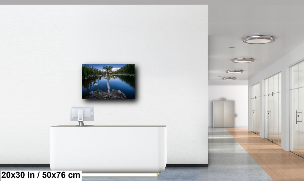 Dream Lake Twisted Tree Print: Rocky Mountain National Park Photography