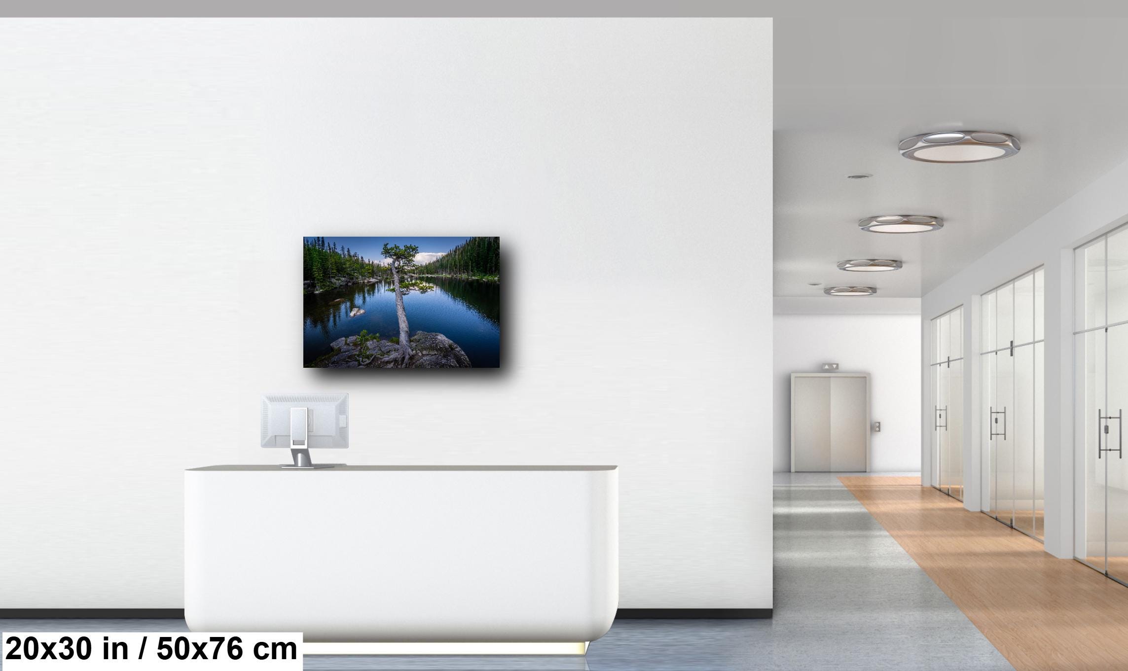 Dream Lake Twisted Tree Print: Rocky Mountain National Park Photography