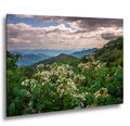 Mountain Meadow: Wildflowers Great Smoky Mountains Tennessee Photo Wall Art