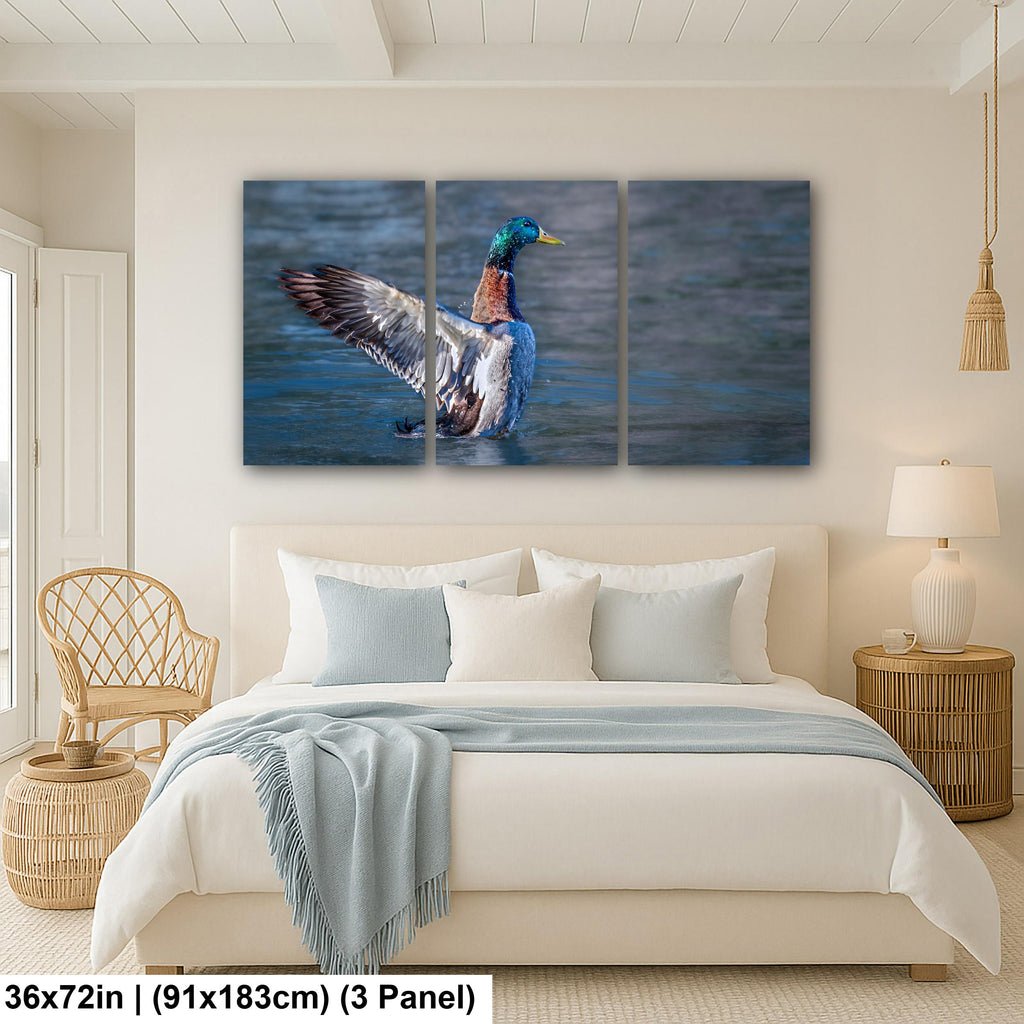 Winged Display: Mallard Duck Tucson Arizona Photography Wall Art