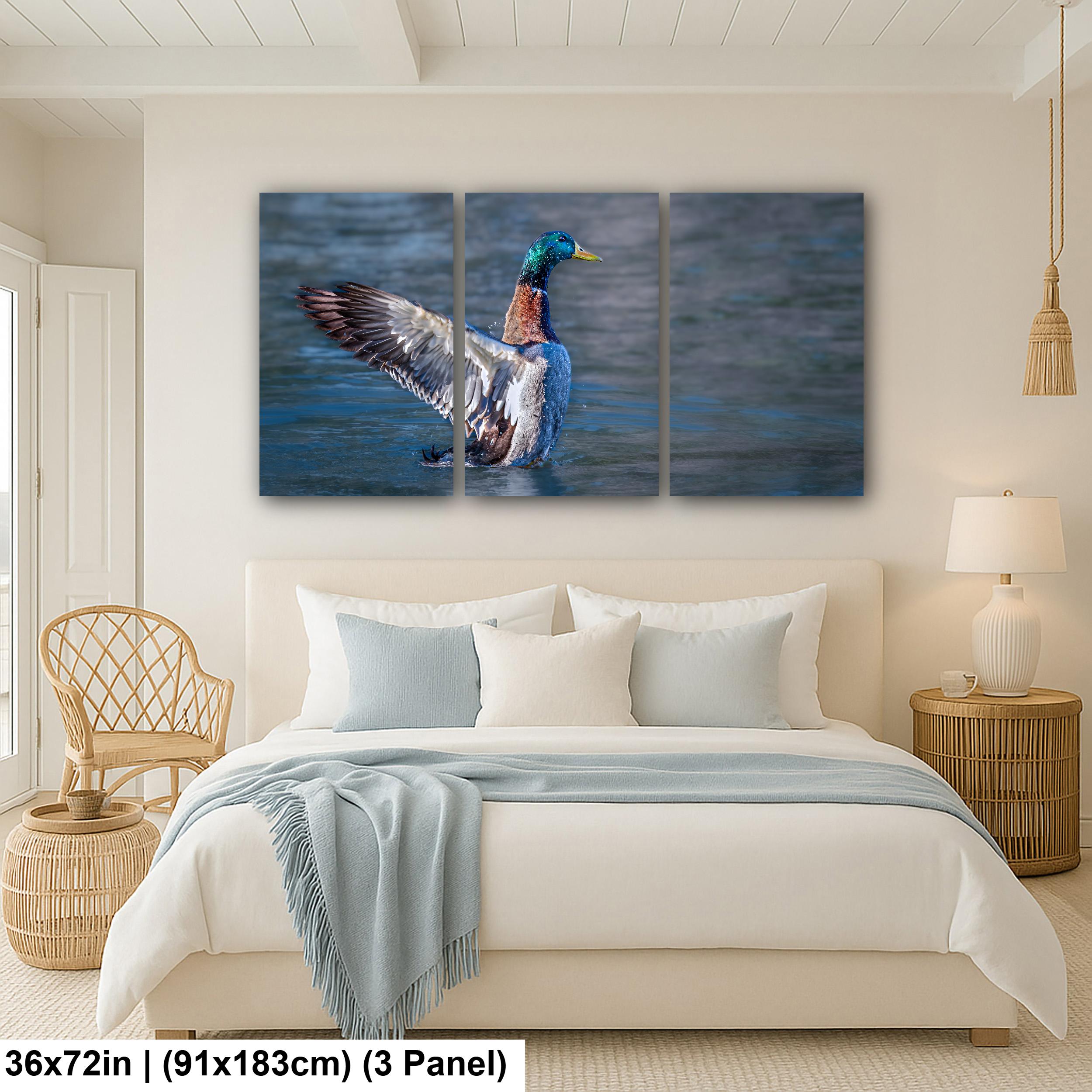 Winged Display: Mallard Duck Tucson Arizona Photography Wall Art