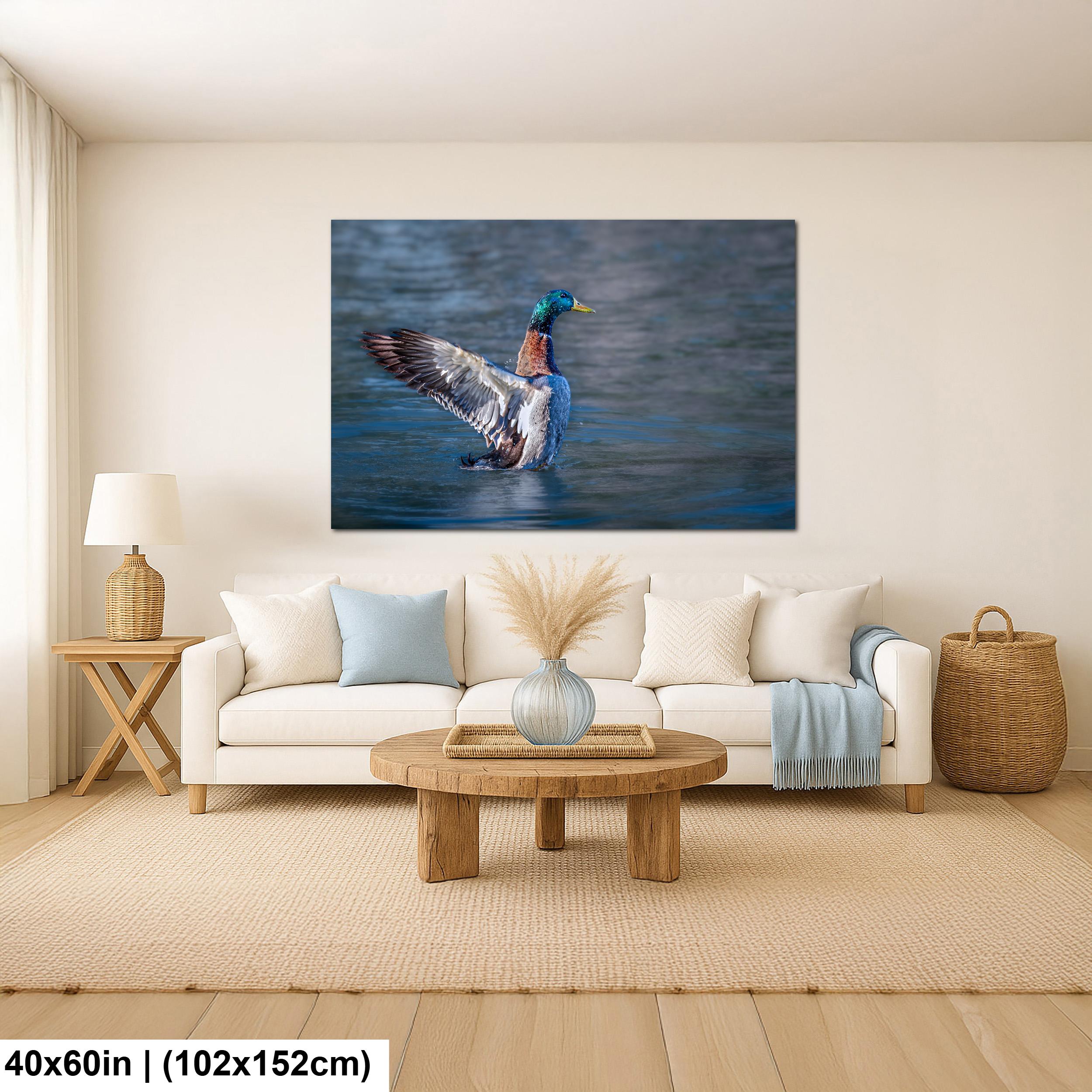 Winged Display: Mallard Duck Tucson Arizona Photography Wall Art