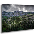 Ouray Colorado Forest Print: San Juan Mountains Landscape Photography