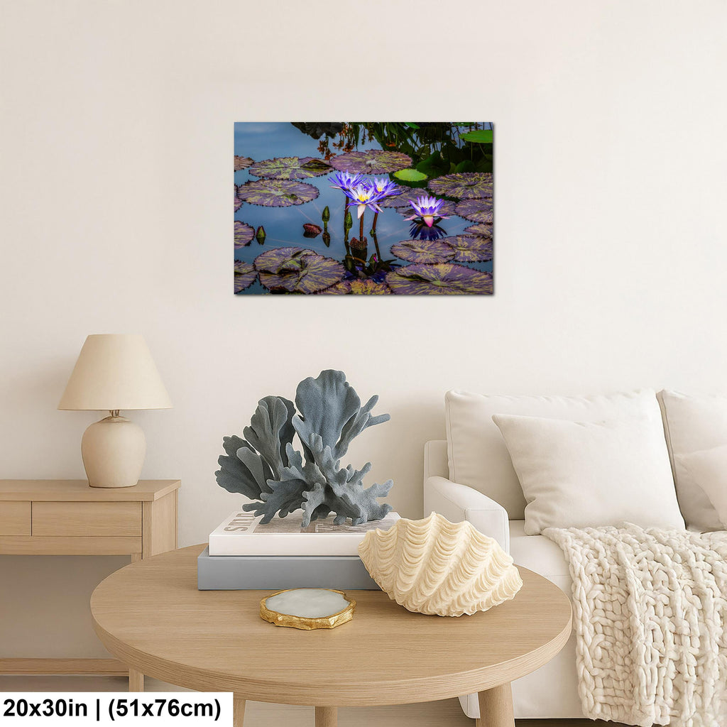 Purple Star Lotus: Botanical Water Lily Flower Pond Photography Wall Art
