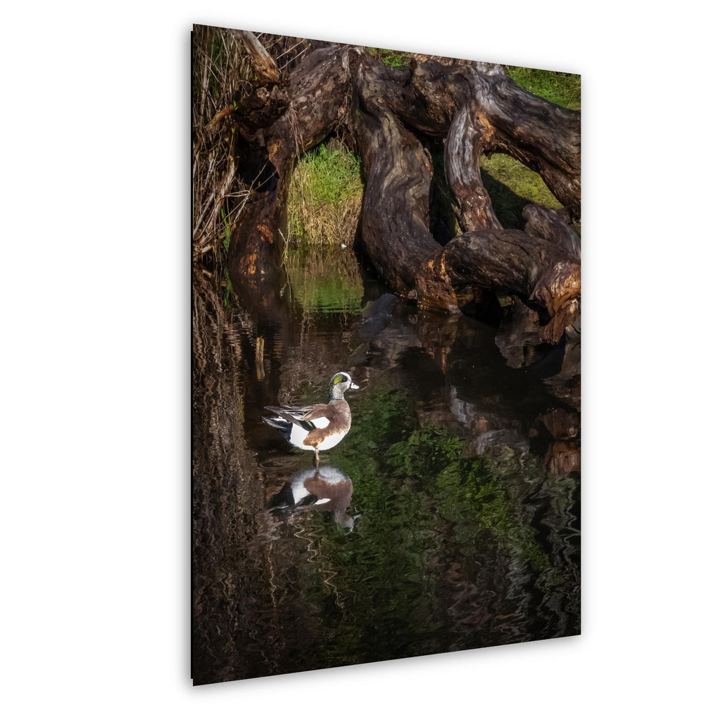 American Wigeon drake by driftwood, mirrored in still water, soft light and green reflections