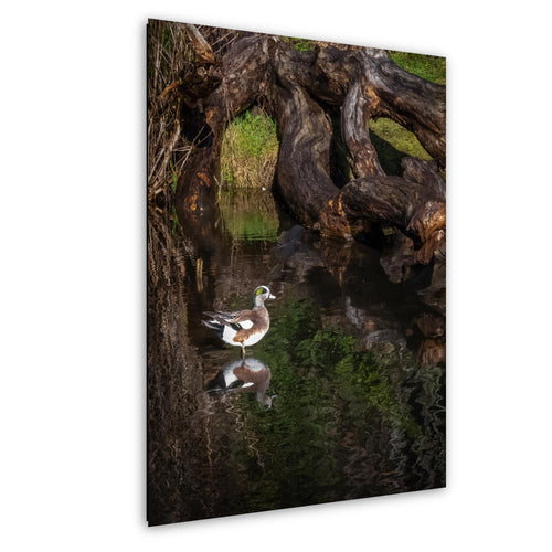 American Wigeon drake by driftwood, mirrored in still water, soft light and green reflections
