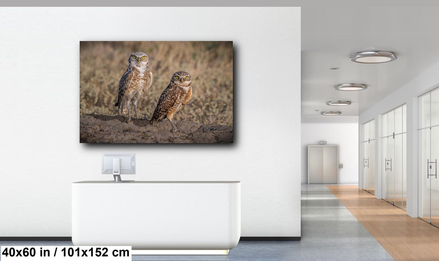 Burrowing Owls Pair Badlands National Park South Dakota Wildlife Photo Print, Nature Wall Art Decor Bird Wildlife Photography Metal Canvas