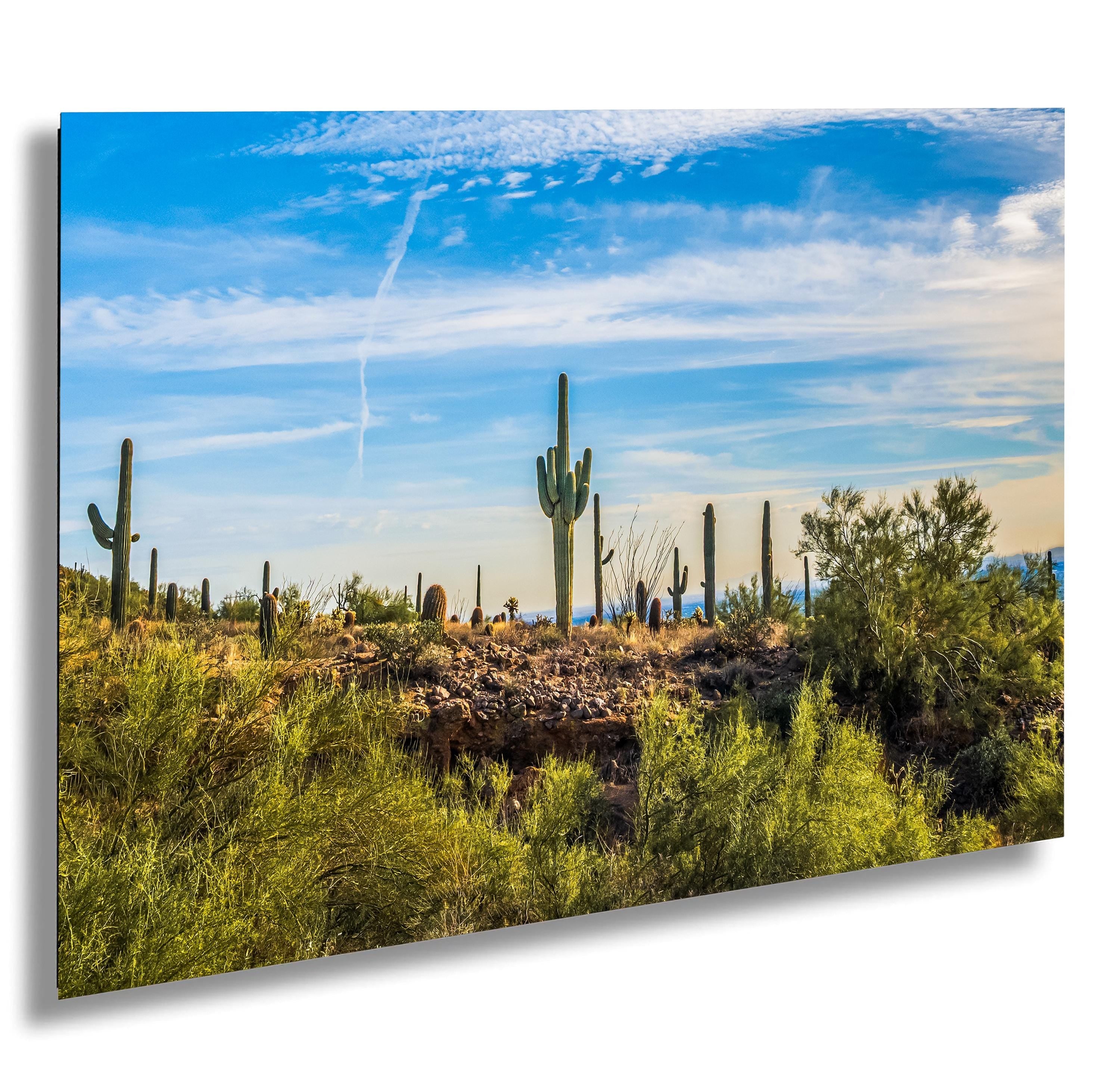 Golden Hour Saguaros at Usery Mountain Regional Park Mesa Arizona Desert Landscape Photography Print