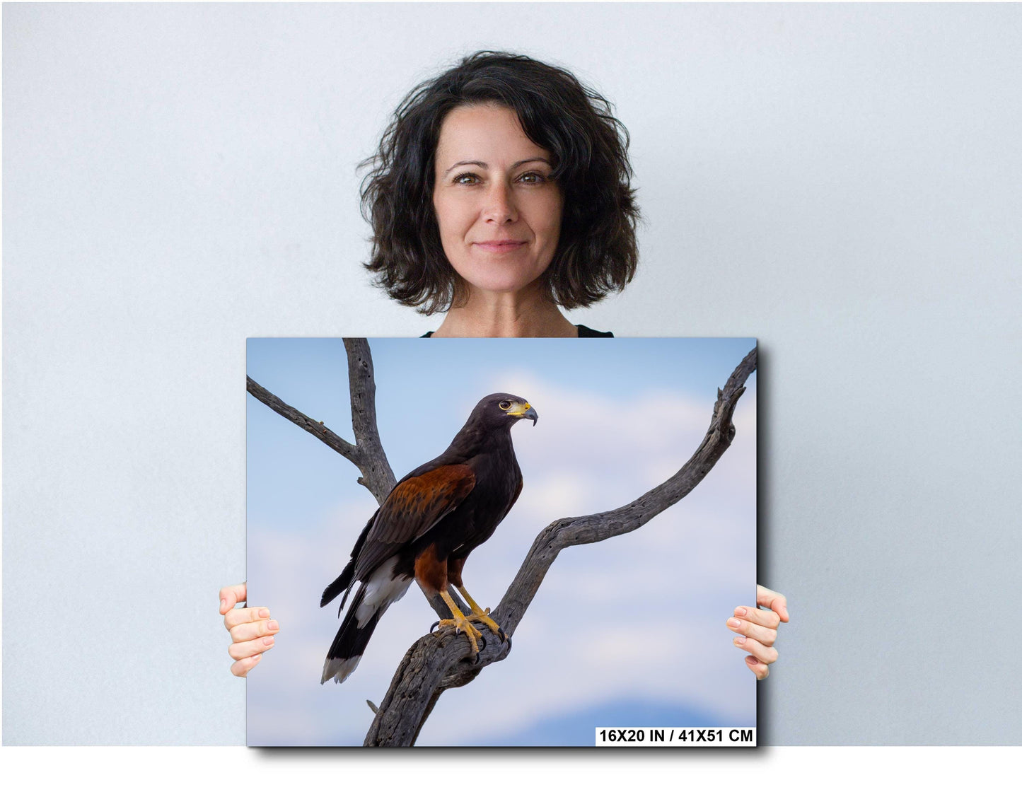 Harris's Hawk Perched: Arizona Desert Wildlife Photography Print