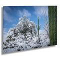 The White Desert: Snowfall in Saguaro National Park Tucson Arizona