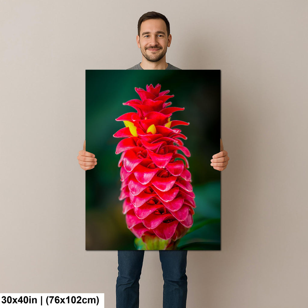 Crimson Spiral: Spiral Ginger Tropical Flower Botanical Photo Wall Art