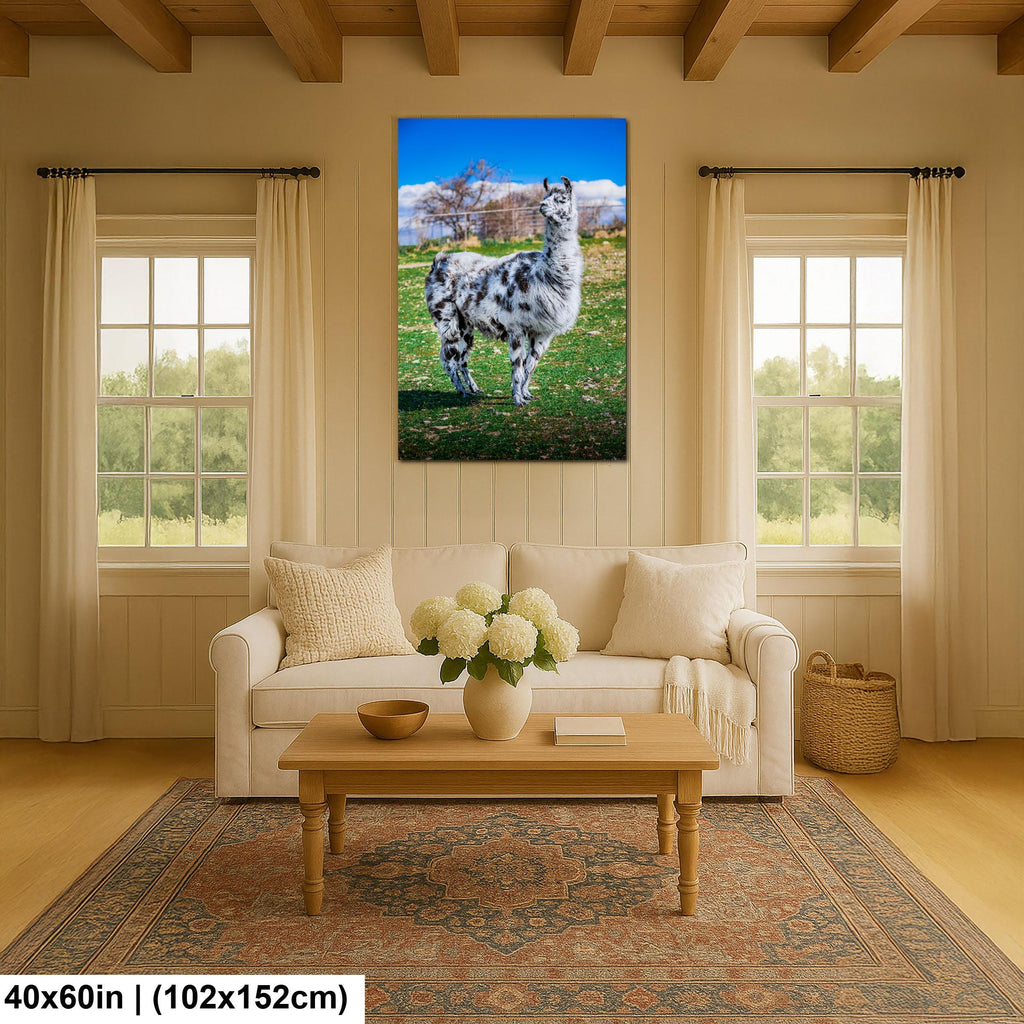 Spotted Llama in Pasture, Tucson Arizona, Photography Print Wall Art