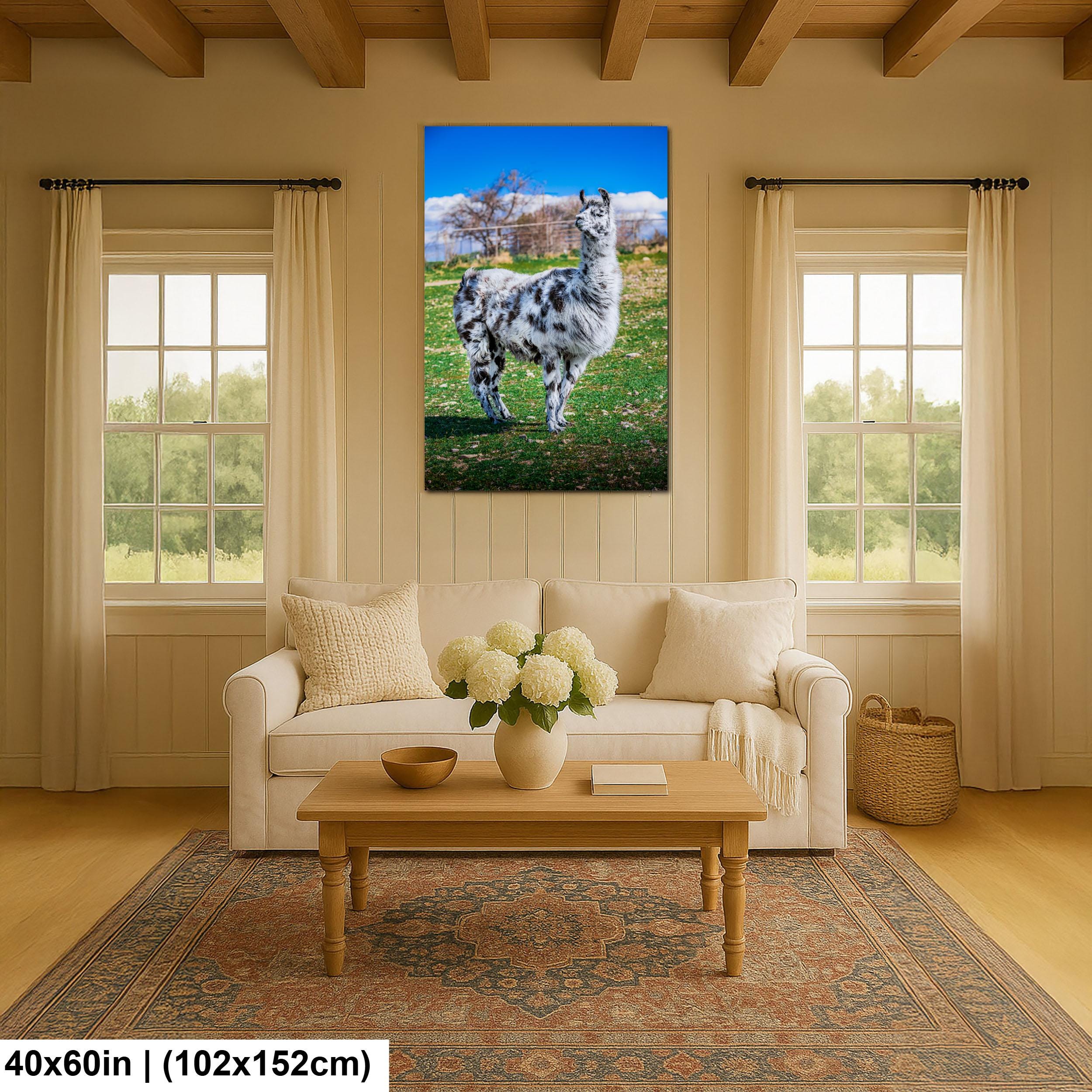 Spotted Llama in Pasture, Tucson Arizona, Photography Print Wall Art