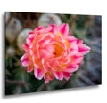 Pink-and-peach cactus flower close-up with ruffled petals and yellow center, Tucson.